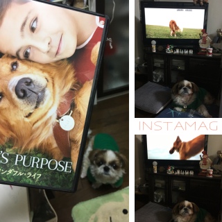 Dog's purpose
