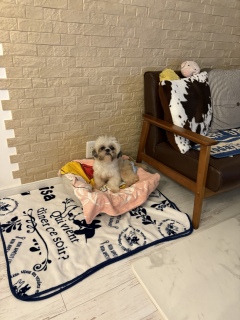 �V�����Ƒ�