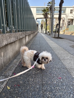 �����x�݂ɎU��