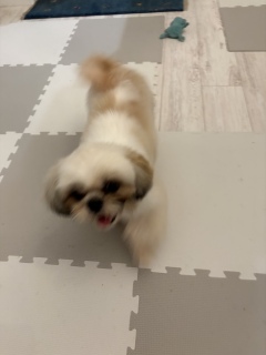 ���߂Ẵg���~���O