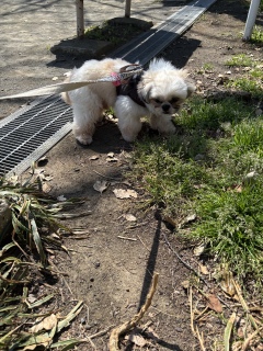 Pal�̂��g�C������