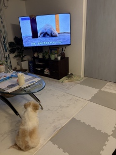 �����A�����C�ɓ����ĐQ�悤����