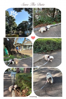 �ߏ��̌��������Ă̍���