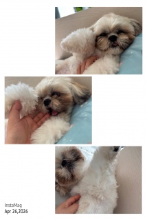 ����̓g���~���O